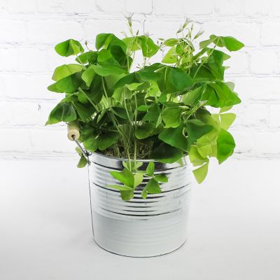 Oxalis Planter
