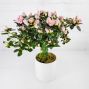 Topiary Azalea