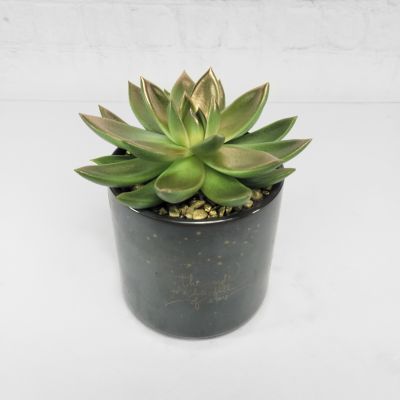 Shooting Star Succulent