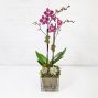 Orchid Elegance