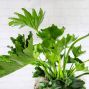 Hope Philodendron