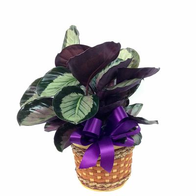 Prayer Plant 